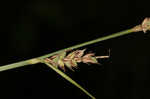 Buxbaum's sedge